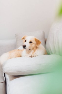 Neşeli altın saçlı bir köpek, öğleden sonra güneşli bir oturma odasında rahat bir kanepede dinleniyor.