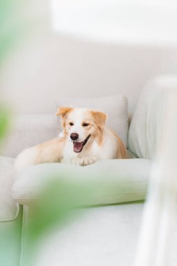 Neşeli altın saçlı bir köpek, öğleden sonra güneşli bir oturma odasında rahat bir kanepede dinleniyor.