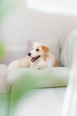 Neşeli altın saçlı bir köpek, öğleden sonra güneşli bir oturma odasında rahat bir kanepede dinleniyor.