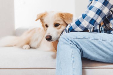 Sakin bir öğleden sonra rahat bir ortamda bir Golden Retriever 'ı nazikçe okşayan bir insan.
