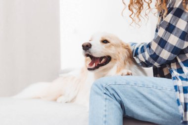 Golden Retriever, güneşli bir öğleden sonra evde günlük giysiler içinde bir insanın yanında mutlu bir şekilde yatar.