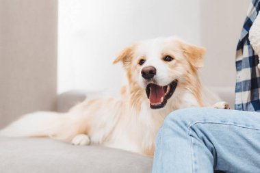 Mutlu golden retriever 'lar, güneşli bir öğleden sonra güneşli bir oturma odasında rahat bir kanepede sahibiyle vakit geçirirler.