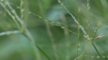 Doğa, öğleden sonra ışığı altında sakin bir parktaki meltemde hafifçe sallanan narin çimenleri gösteriyor.