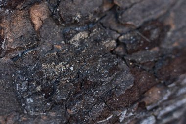 Ağaç kabuğunun zengin dokusu ve renkleri gün ışığında bir ormanda bulunan ince detayları ve desenleri ortaya çıkarıyor..