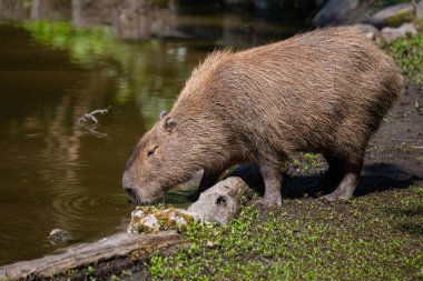 Capybara, Hydrochoerus hydrochaeris, çeşitli poziyonlarda ve tutumlarda fotoğraflandı, yaban hayatı parkındaki bir gölün kenarında.