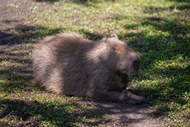 Capybara, Hydrochoerus hydrochaeris, çeşitli poziyonlarda ve tutumlarda fotoğraflandı, yaban hayatı parkındaki bir gölün kenarında.