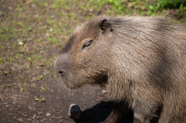 Capybara, Hydrochoerus hydrochaeris, çeşitli poziyonlarda ve tutumlarda fotoğraflandı, yaban hayatı parkındaki bir gölün kenarında.