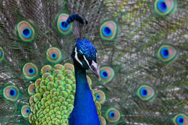 Royal Peafowl ya da Royal Peafowl, bilimsel adı Pavo cristatus Linnaeus, vahşi yaşam parkında esaret altında ölümsüzleştirildi.