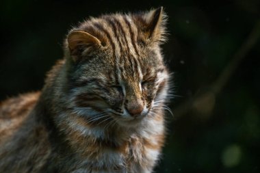 Bu fotoğraf vahşi yaşam parkında yaşayan Amur leoparı yetişkini gösteriyor. Amur leoparı, Rusya 'nın güneydoğu ve Çin' in Primorye bölgesinde yaşayan bir leopar alt türüdür. O, nesli tükenmekte olan kedilerden biridir. 