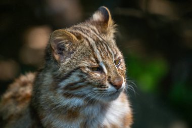 Bu fotoğraf vahşi yaşam parkında yaşayan Amur leoparı yetişkini gösteriyor. Amur leoparı, Rusya 'nın güneydoğu ve Çin' in Primorye bölgesinde yaşayan bir leopar alt türüdür. O, nesli tükenmekte olan kedilerden biridir. 
