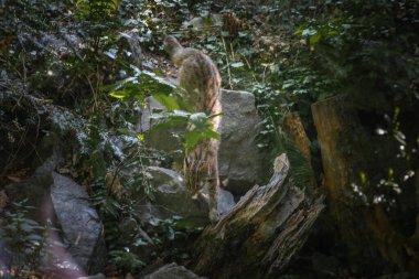 Bu fotoğraf vahşi yaşam parkında yaşayan Amur leoparı yetişkini gösteriyor. Amur leoparı, Rusya 'nın güneydoğu ve Çin' in Primorye bölgesinde yaşayan bir leopar alt türüdür. O, nesli tükenmekte olan kedilerden biridir. 