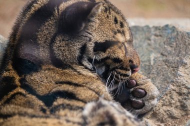 Bu fotoğraf vahşi yaşam parkında yaşayan bulutlu bir leopar yetişkini gösteriyor. Bilimsel adı Neofelis Nebulosa. Bulanık leoparın leopar desenli lekeleri ve bulutlara benzeyen çizgileri var..