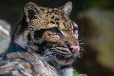 Bu fotoğraf vahşi yaşam parkında yaşayan bulutlu bir leopar yetişkini gösteriyor. Bilimsel adı Neofelis Nebulosa. Bulanık leoparın leopar desenli lekeleri ve bulutlara benzeyen çizgileri var..