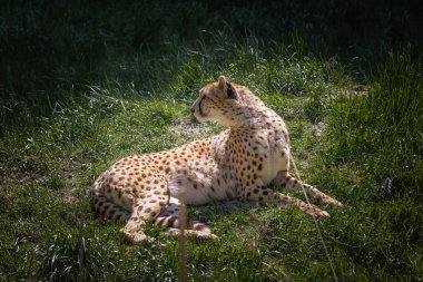 Bu fotoğraf vahşi yaşam parkında yaşayan bir çitayı gösteriyor. Çita Afrika 'ya ve Asya' nın bazı bölgelerine özgü vahşi bir kedidir.