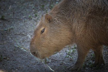 Capybara, Hydrochoerus hydrochaeris, çeşitli poziyonlarda ve tutumlarda fotoğraflandı, yaban hayatı parkındaki bir gölün kenarında.