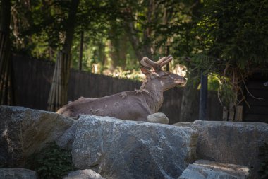 Wapiti geyiği, Cervus canadensis, vahşi yaşam parkındaki gölgelerde dinleniyor.