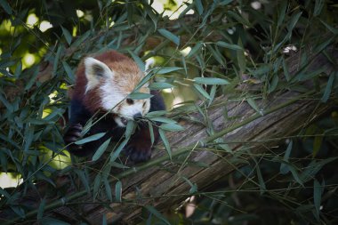 Kızıl bir panda, Ailurus fulgens, bir dalda okaliptüs yerken, vahşi yaşam parkında esir alınırken.