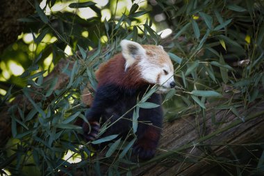 Kızıl bir panda, Ailurus fulgens, bir dalda okaliptüs yerken, vahşi yaşam parkında esir alınırken.