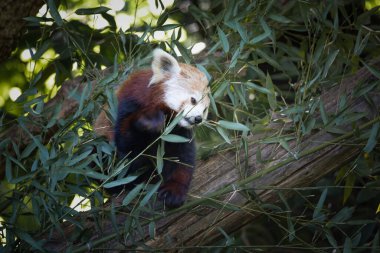 Kızıl bir panda, Ailurus fulgens, bir dalda okaliptüs yerken, vahşi yaşam parkında esir alınırken.