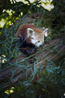 Kızıl bir panda, Ailurus fulgens, bir dalda okaliptüs yerken, vahşi yaşam parkında esir alınırken.