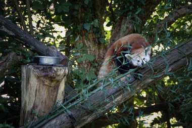 Kızıl bir panda, Ailurus fulgens, bir dalda okaliptüs yerken, vahşi yaşam parkında esir alınırken.