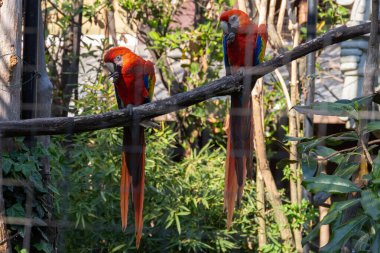 Kırmızı kırmızı kırmızı papağan esaret altında yakalanmış.