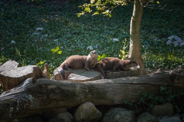 Bu fotoğraf vahşi yaşam parkında yaşayan bir grup su samurunu gösteriyor. Su samuru, gelincik ailesinin bir parçası olan Lutrinae alt familyasına ait etobur bir memelidir.