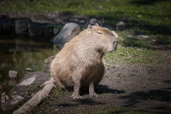 Capibara Hydrochoerus Hydrochaeris Fotografato Varie Posizioni Atteggiamenti Vicino Uno Stagno — Foto Stock