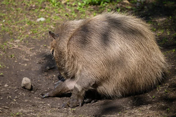 Capybara Hydrochoerus Hydrochaeris Фотографируется Различных Положениях Аттракционах Возле Пруда Солнце — стоковое фото