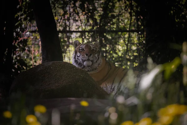 Cette Photo Montre Tigre Adulte Qui Vit Dans Parc Animalier — Photo