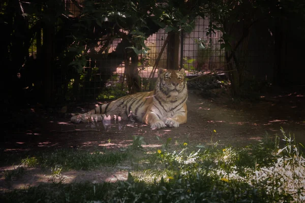 Αυτή Φωτογραφία Δείχνει Μια Ενήλικη Τίγρη Που Ζει Ένα Πάρκο — Φωτογραφία Αρχείου