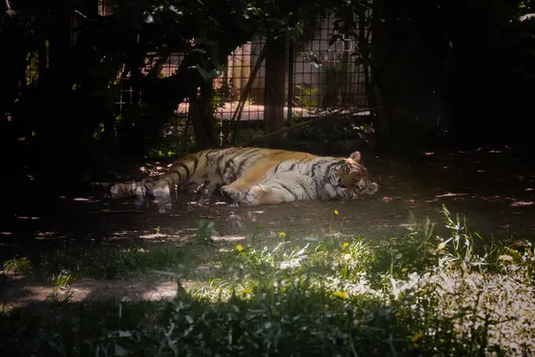Цій Фотографії Зображений Дорослий Тигр Який Живе Парку Дикої Природи — стокове фото