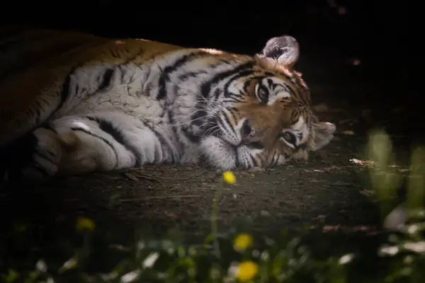 Αυτή Φωτογραφία Δείχνει Μια Ενήλικη Τίγρη Που Ζει Ένα Πάρκο — Φωτογραφία Αρχείου
