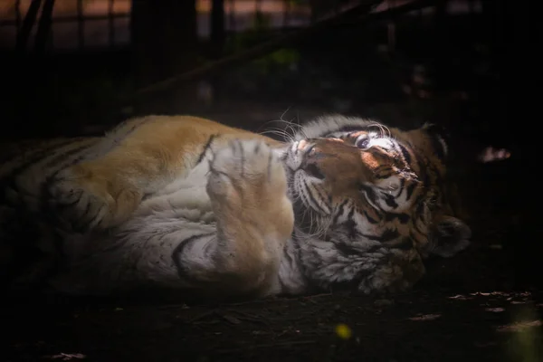 Цій Фотографії Зображений Дорослий Тигр Який Живе Парку Дикої Природи — стокове фото