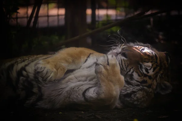 Photo Shows Adult Tiger Lives Wildlife Park Tiger Looks Relaxed — Stock Photo, Image