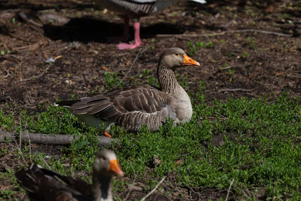 Free Goslings Nature Reserve — Stock Photo, Image