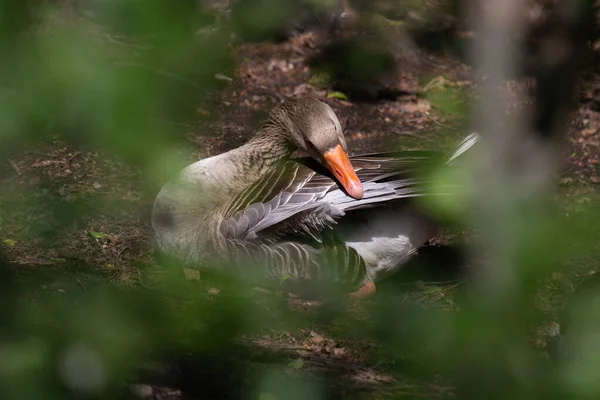 Free Goslings Nature Reserve — Stock Photo, Image