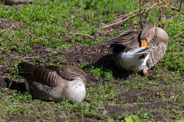 在自然保护区内免费放养的小鹅 — 图库照片