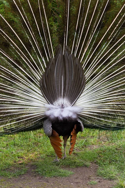Királyi Peafowl Vagy Királyi Peafowl Tudományos Neve Pavo Cristatus Linnaeus — Stock Fotó