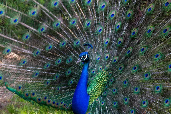 Königliche Pfaue Oder Königliche Pfaueneule Wissenschaftlicher Name Pavo Cristatus Linnaeus — Stockfoto