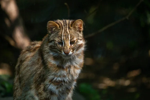 この写真は野生動物公園に住んでいるアムールヒョウの大人を示しています アムールヒョウは ロシア南東部と中国北部のプリモリエ地方に生息するヒョウ亜種です それは世界で最も絶滅危惧種の猫の一つです ウィットよりも少ない — ストック写真
