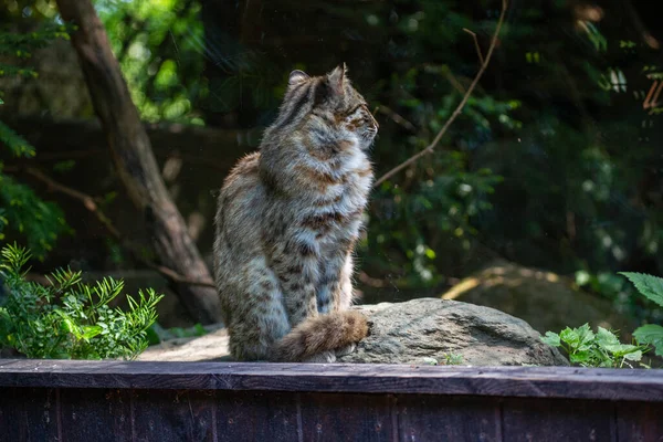Tahle Fotka Ukazuje Amurova Leoparda Který Žije Parku Divoké Zvěře — Stock fotografie