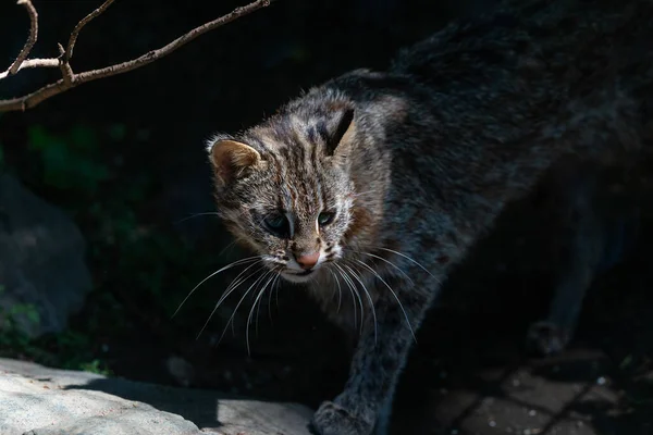 この写真は野生動物公園に住んでいるアムールヒョウの大人を示しています アムールヒョウは ロシア南東部と中国北部のプリモリエ地方に生息するヒョウ亜種です それは世界で最も絶滅危惧種の猫の一つです ウィットよりも少ない — ストック写真