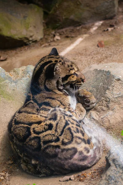 Этой Фотографии Изображен Затуманенный Взрослый Леопард Живущий Парке Дикой Природы — стоковое фото