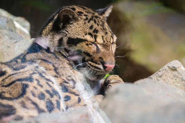 Этой Фотографии Изображен Затуманенный Взрослый Леопард Живущий Парке Дикой Природы — стоковое фото