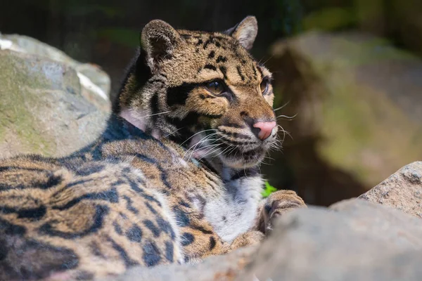 Této Fotografii Vidět Zakalený Leopardí Dospělý Který Žije Přírodním Parku — Stock fotografie