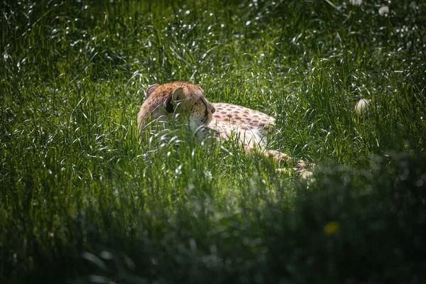 この写真は 野生動物公園に住むチーターの大人を示しています チーターはアフリカとアジアの一部に自生する野生の猫です — ストック写真