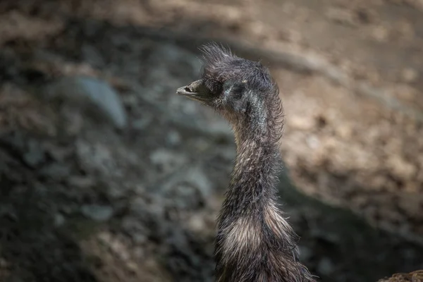 Tato Fotografie Ukazuje Emu Který Žije Divoké Přírodě Parku Emu — Stock fotografie