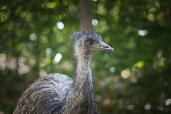 stock image This photo shows an emu that lives in a wildlife park. The emu is a large flightless bird that is native to Australia. It is the tallest bird from Australia and the second tallest bird in the world, after its ratite relative, the ostrich. Its scienti