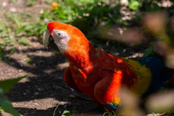 Крупним Планом Детальну Фотографію Червоного Макаронного Папуга Захопленого Полоні — стокове фото